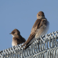 Northern Rough-winged Swallow